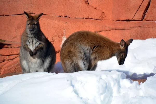 Winter Wallabies Animals Belonging Family Macropodidae Smaller Kangaroos — Fotografia de Stock