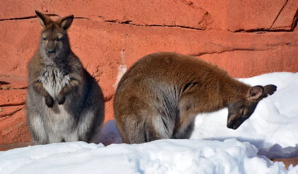 Winter Wallabies Animals Belonging Family Macropodidae Smaller Kangaroos — Fotografia de Stock