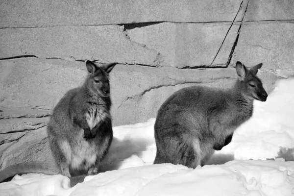 Winter Wallabies Animals Belonging Family Macropodidae Smaller Kangaroos — Fotografia de Stock