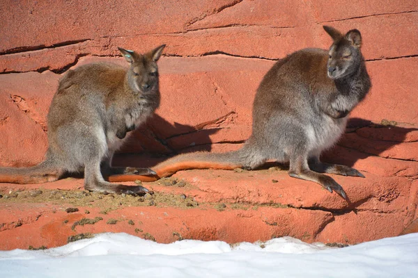 Winter Wallabies Animals Belonging Family Macropodidae Smaller Kangaroos —  Fotos de Stock