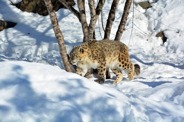 The snow leopard is a large cat native to the mountain ranges of Central and South Asia. It is listed as endangered on the IUCN Red List of Threatened Species