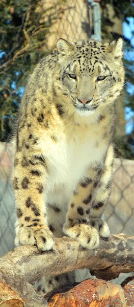 The snow leopard is a large cat native to the mountain ranges of Central and South Asia. It is listed as endangered on the IUCN Red List of Threatened Species