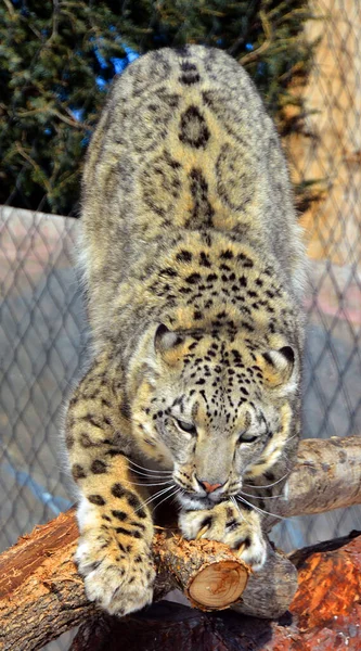 The snow leopard is a large cat native to the mountain ranges of Central and South Asia. It is listed as endangered on the IUCN Red List of Threatened Species