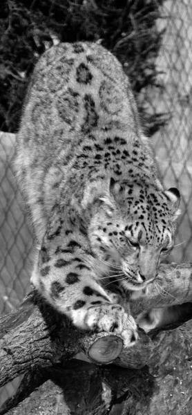 Perto Leopardo — Fotografia de Stock