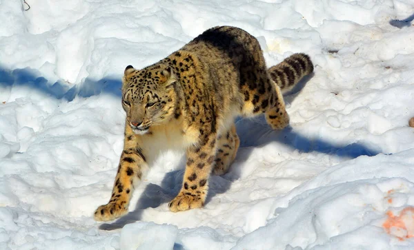 The snow leopard is a large cat native to the mountain ranges of Central and South Asia. It is listed as endangered on the IUCN Red List of Threatened Species