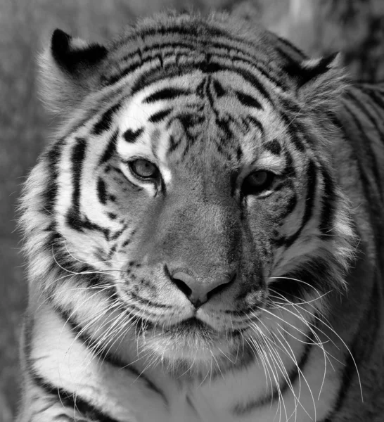 老虎近身 Panthera Tigris 是最大的猫科动物 它是第三大陆地食肉动物 仅次于北极熊和棕熊 — 图库照片
