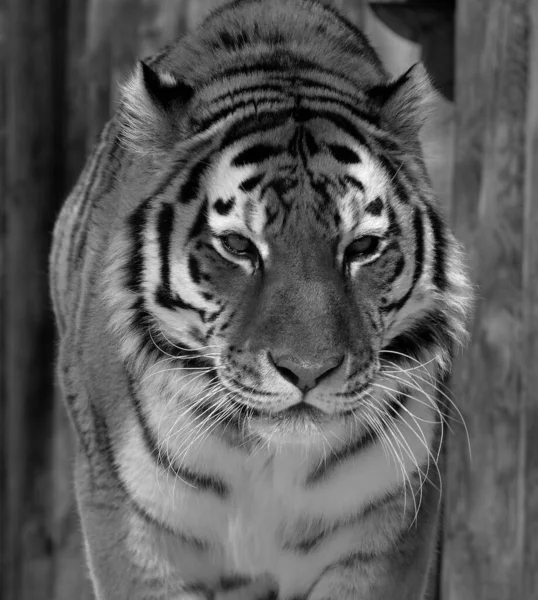 老虎近身 Panthera Tigris 是最大的猫科动物 它是第三大陆地食肉动物 仅次于北极熊和棕熊 — 图库照片