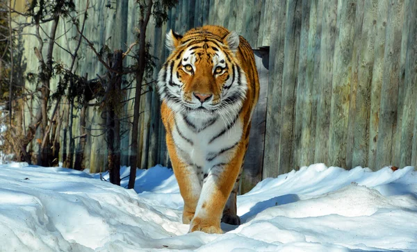 Tigris Közeledik Tigris Panthera Tigris Legnagyobb Macskafaj Harmadik Legnagyobb Szárazföldi — Stock Fotó