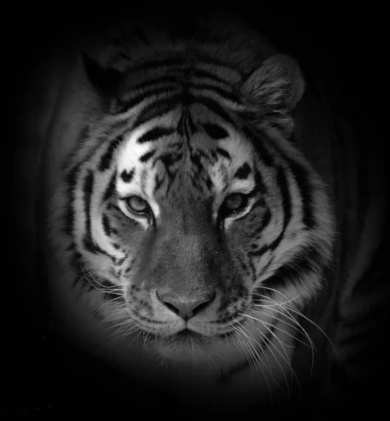 Тигр Закрывается Тигр Panthera Ferris Самый Крупный Вид Кошек Третий — стоковое фото
