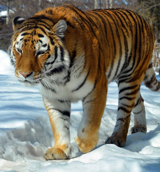 Tiger Aus Nächster Nähe Der Tiger Panthera Tigris Ist Die — Stockfoto