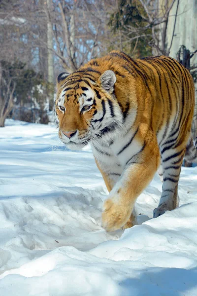 Tiger Aus Nächster Nähe Der Tiger Panthera Tigris Ist Die — Stockfoto