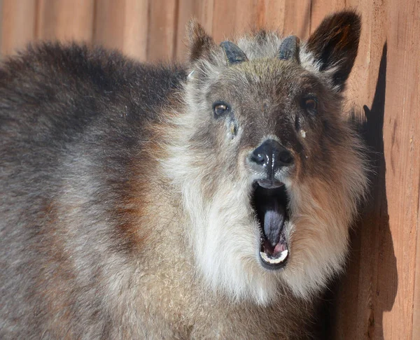 日本羊角羚羊 Japanese Serow Capricornis Crispus 是一种日本山羊羚羊 一种双趾的低咽哺乳动物 牠们产于日本茂密的林地 主要产于本州北部和中部 — 图库照片