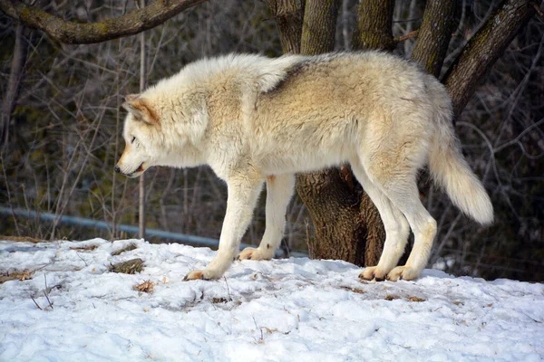 Wolf Snowy Forest — Stock Fotó