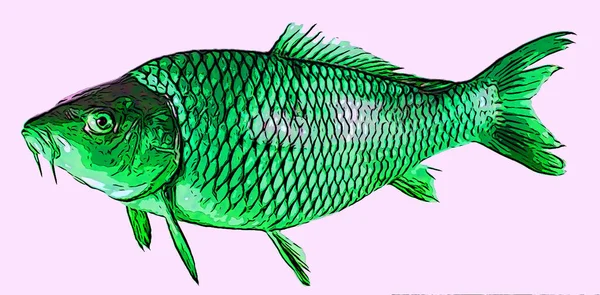 Karpfen Fisch Zeichen Illustration Pop Art Hintergrund Symbol Mit Farbflecken — Stockfoto