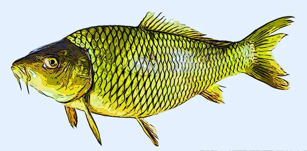 Carp Fish Sign Illustration Pop Art Background Icon Color Spots — Stock Photo, Image