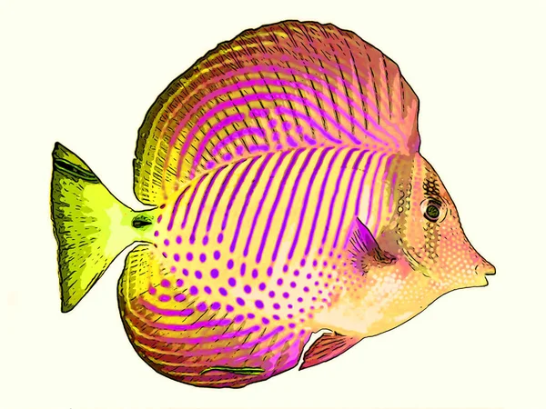 Fish Illustration Pop Art Background — 스톡 사진