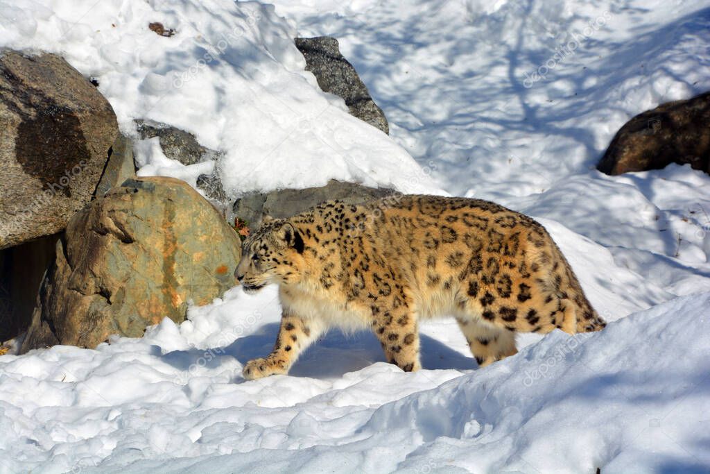 The snow leopard is a large cat native to the mountain ranges of Central and South Asia. It is listed as endangered on the IUCN Red List of Threatened Species