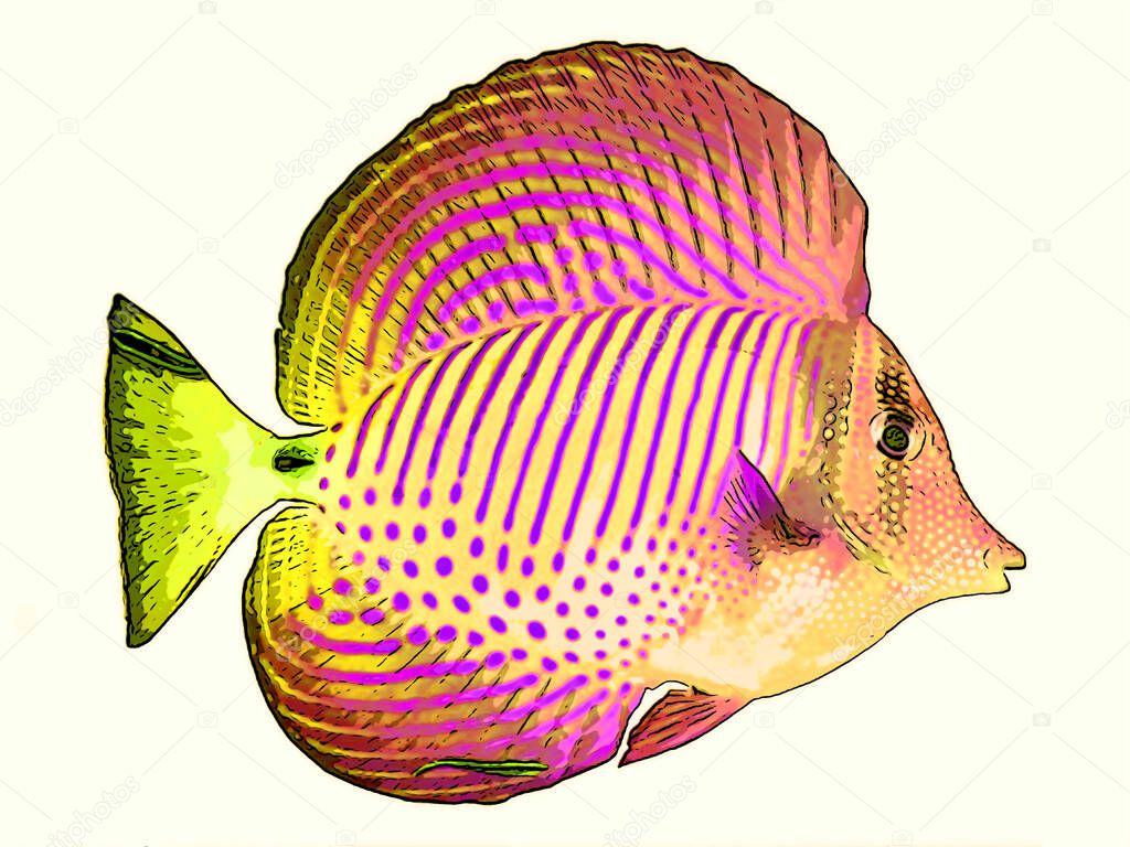 fish illustration pop-art background 