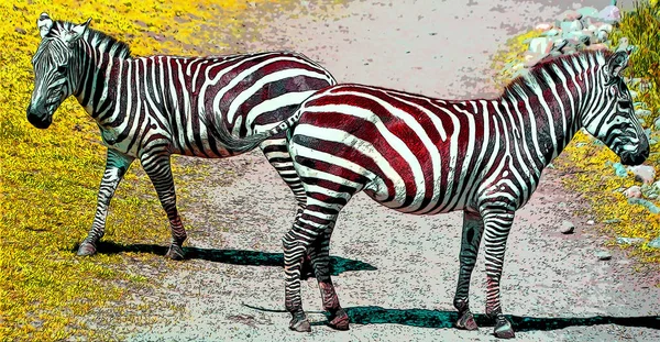 Zebras Illustration Pop Art Background Color Spots — стоковое фото