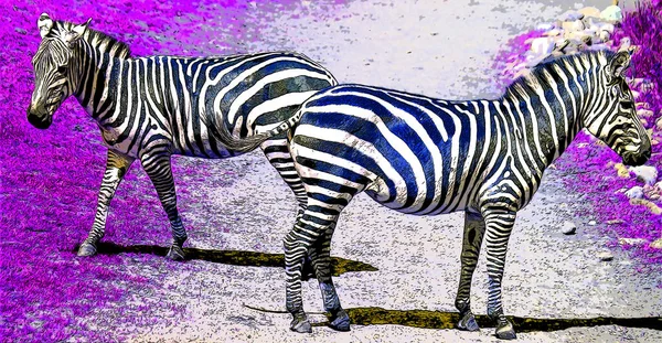 Zebras Illustration Pop Art Background Color Spots — Zdjęcie stockowe