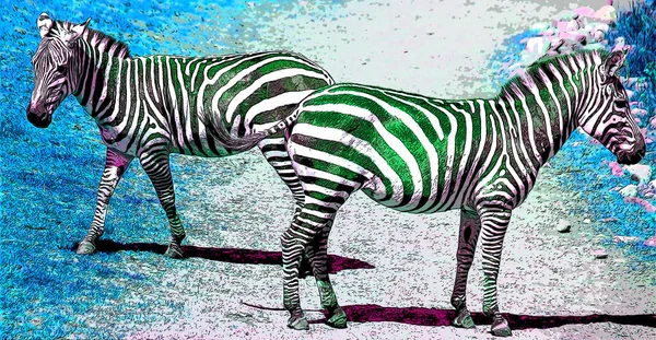 Zebras Illustration Pop Art Background Color Spots — стоковое фото