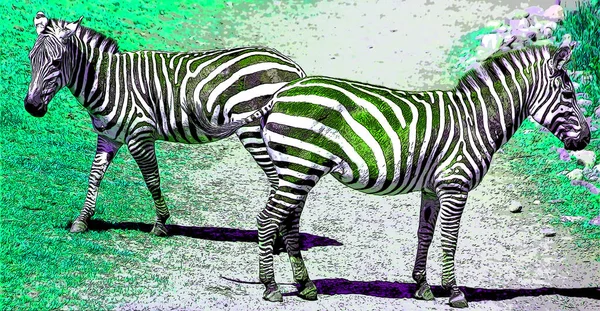 Zebras Illustration Pop Art Background Color Spots — 图库照片