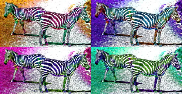 Zebras Illustration Pop Art Background Color Spots — Stok fotoğraf