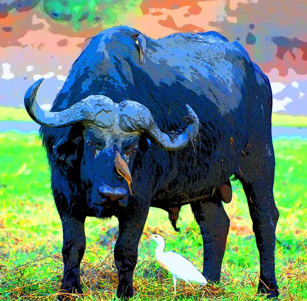 Buffalo Illustration Pop Art Background Color Spots — Photo