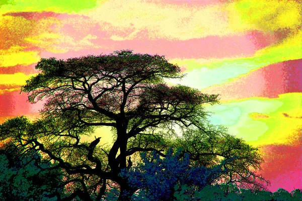 Trees Savannah Illustration Background Color Spots — стоковое фото