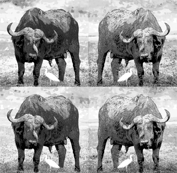 Buffalo Illustration Pop Art Background Color Spots — ストック写真