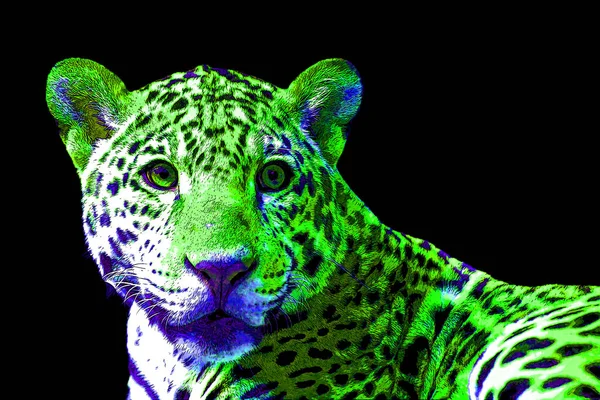 Ícone Jaguar Arte Pop Com Manchas Cor — Fotografia de Stock