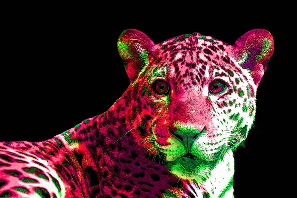 Jaguar Znak Ilustracja Pop Art Tło Ikona Kolorowe Plamy — Zdjęcie stockowe