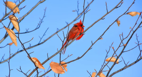 Красногрудая Птица Сидящая Ветке Лесу — стоковое фото