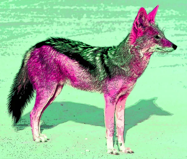 Coyote Noto Anche Come Sciacallo Americano Pennello Lupo Segno Del — Foto Stock
