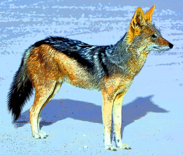 The coyote, also known as the American jackal, brush wolf, or the prairie wolf sign illustration pop-art background icon with black and white spots