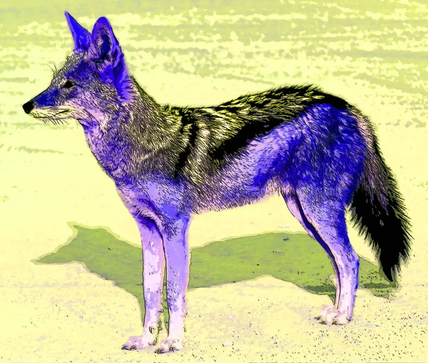 The coyote, also known as the American jackal, brush wolf, or the prairie wolf sign illustration pop-art background icon with black and white spots