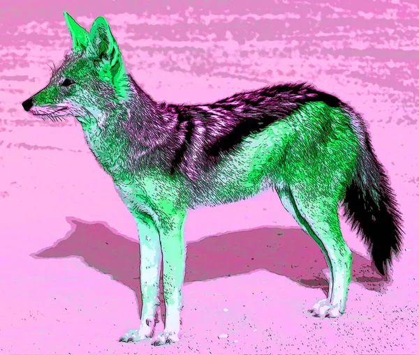 Coyote Également Connu Sous Nom Chacal Américain Loup Brosse Loup — Photo
