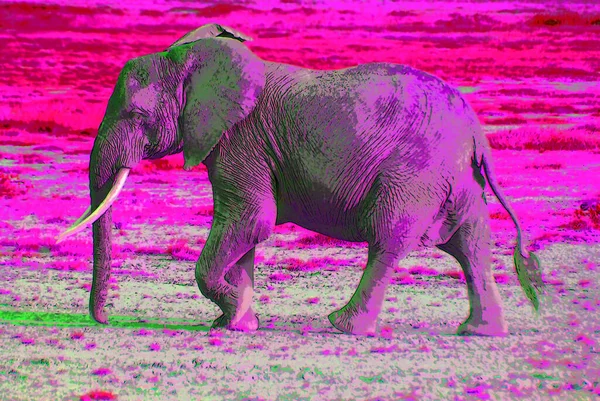 Иллюстрация Знака Слона Иконка Поп Арта Цветовыми Пятнами — стоковое фото
