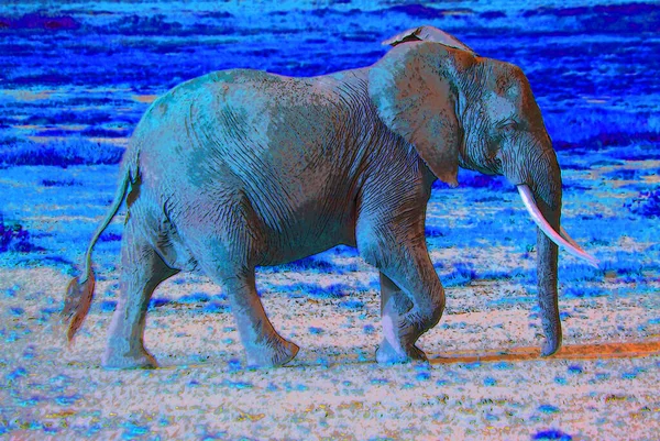 Semn Elefant Ilustrare Pop Art Pictograma Fundal Pete Culoare — Fotografie, imagine de stoc