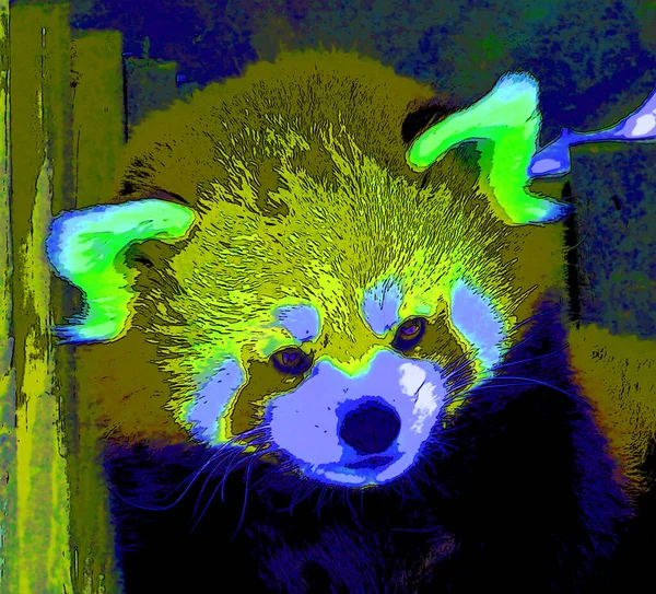 Cute Red Panda Pop Art Icon Color Spots — Stock Photo, Image