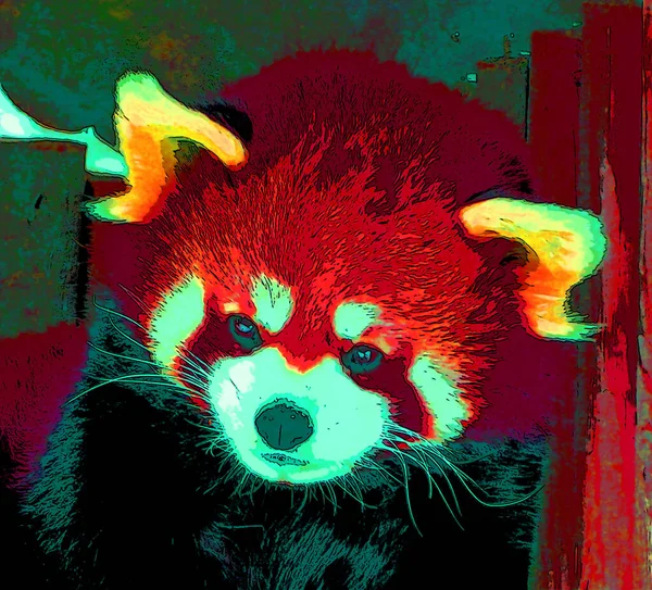 Cute Red Panda Pop Art Icon Color Spots — Foto Stock