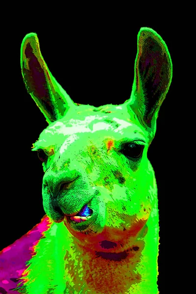 Illustration Llama Pop Art — Photo