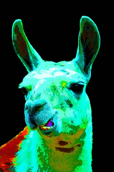 Illustration Llama Pop Art — Photo