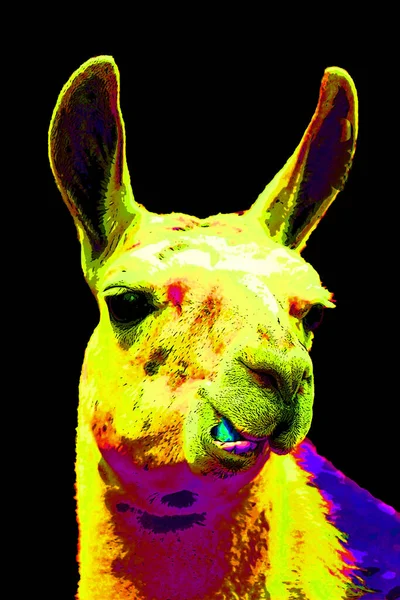 Illustration Llama Pop Art — Stock fotografie