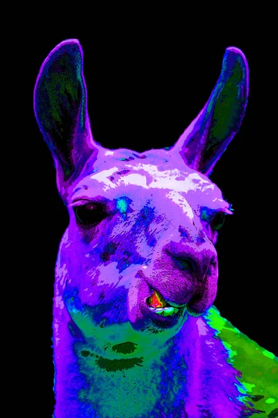 Illustration Llama Pop Art — Fotografia de Stock