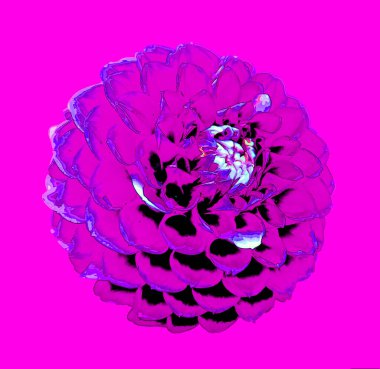 Dahlia, Meksika, Orta Amerika ve Kolombiya 'da yetişen tüylü, veremli ve uzun ömürlü bir bitki cinsidir.