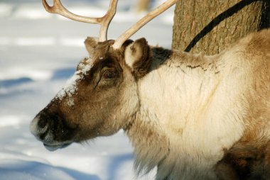 close up portrait of deer head in the snow