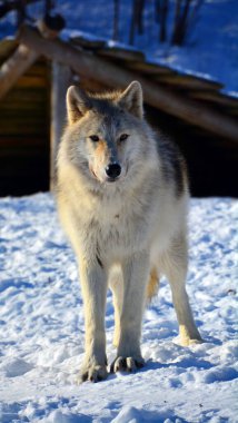 Kışın gri veya gri kurtta, aynı zamanda kereste ya da batı kurdu, Avrasya ve Kuzey Amerika 'nın vahşi ve uzak bölgelerine özgü bir köpek türüdür. Ailesinin en büyük üyesidir.