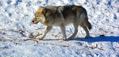 Kışın gri veya gri kurtta, aynı zamanda kereste ya da batı kurdu, Avrasya ve Kuzey Amerika 'nın vahşi ve uzak bölgelerine özgü bir köpek türüdür. Ailesinin en büyük üyesidir.