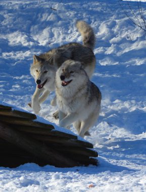 Kışın gri veya gri kurtta, aynı zamanda kereste ya da batı kurdu, Avrasya ve Kuzey Amerika 'nın vahşi ve uzak bölgelerine özgü bir köpek türüdür. Ailesinin en büyük üyesidir.